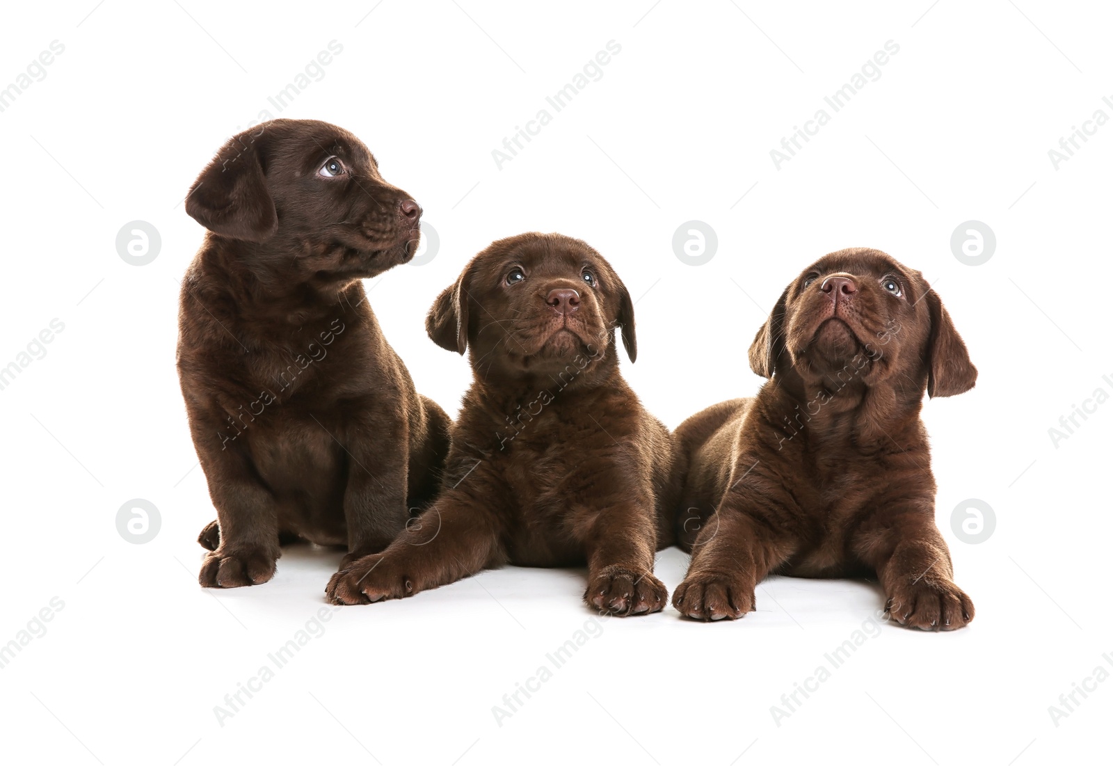 Photo of Chocolate Labrador Retriever puppies on white background