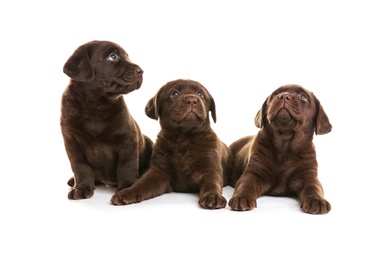 Chocolate Labrador Retriever puppies on white background