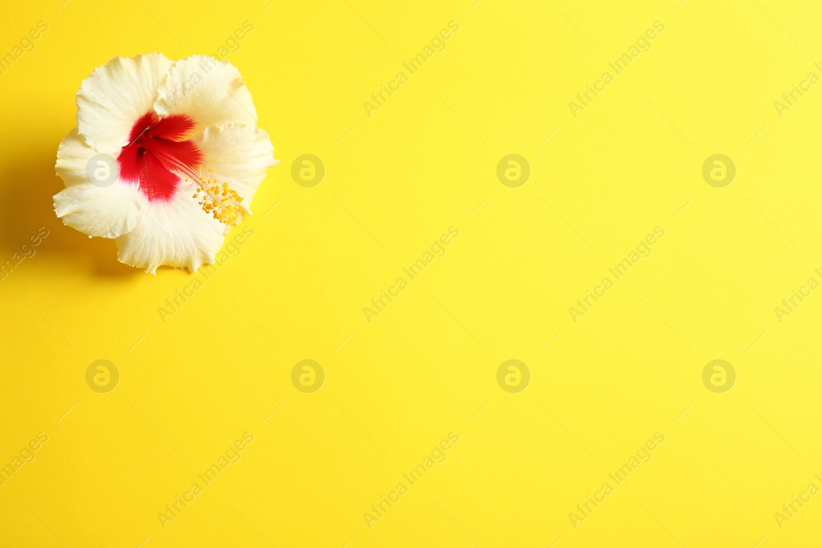 Photo of Beautiful tropical Hibiscus flower on color background with space for design, top view