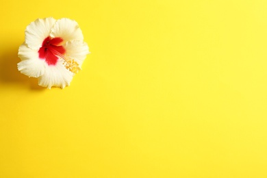 Photo of Beautiful tropical Hibiscus flower on color background with space for design, top view