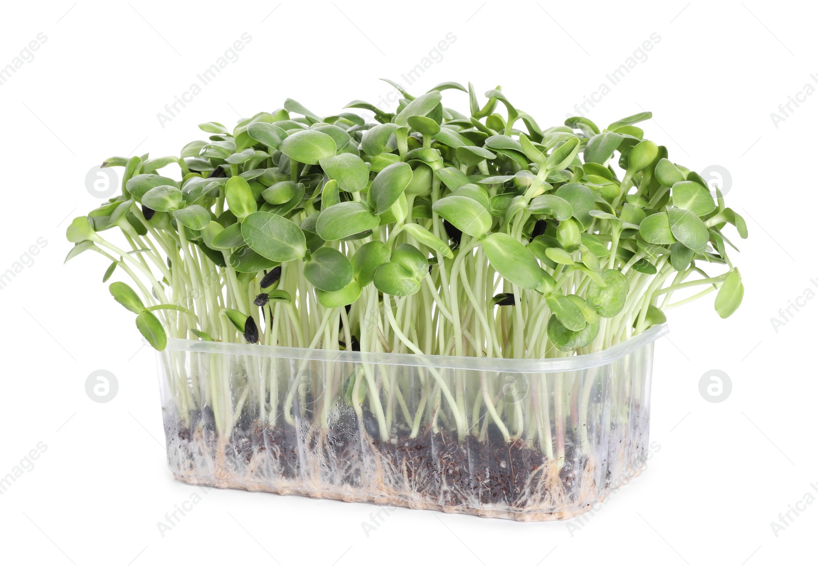 Photo of Fresh organic microgreen in plastic container on white background