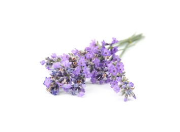 Beautiful tender lavender flowers on white background