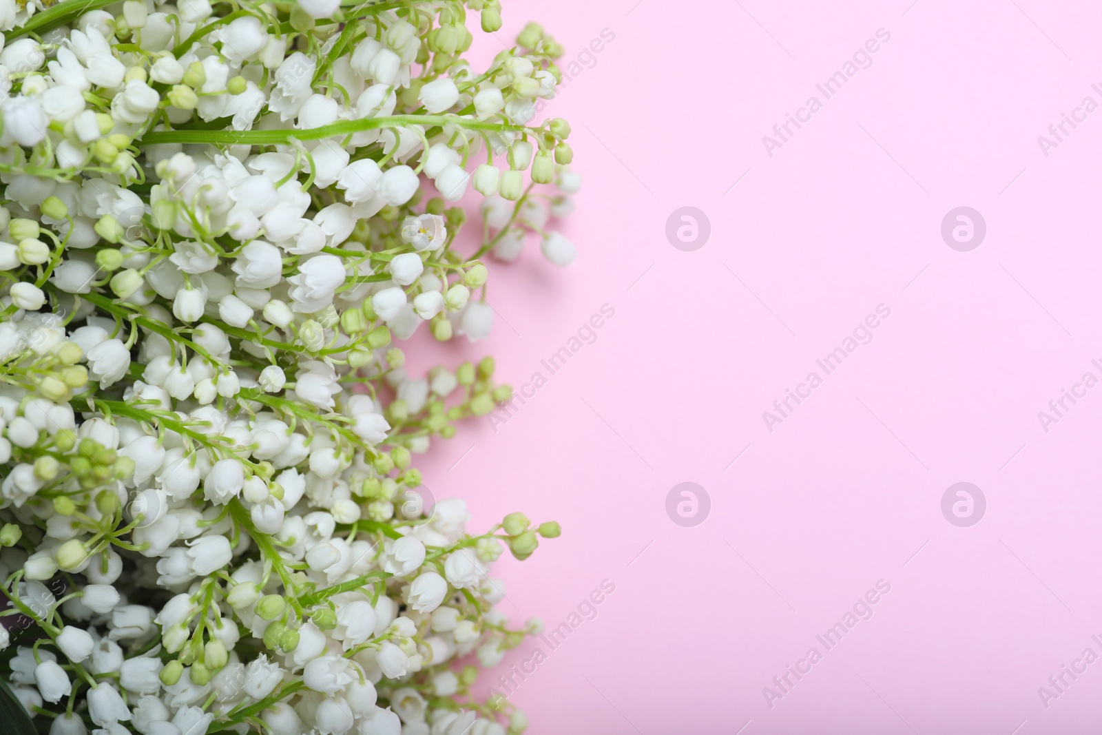 Photo of Beautiful lily of the valley flowers on pink background, flat lay. Space for text