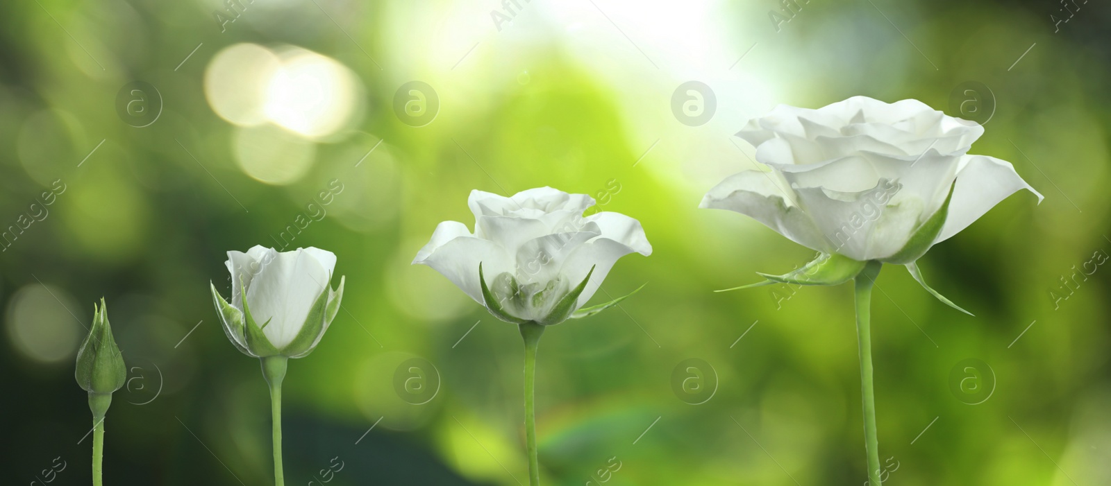 Image of Blooming stages of beautiful rose flower on blurred background