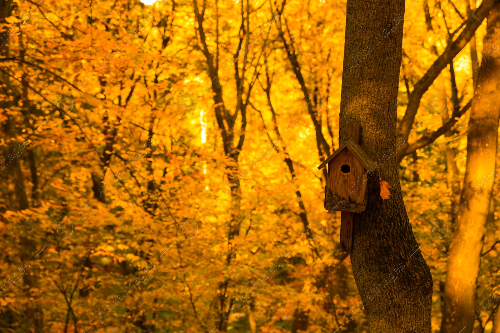 Photo of Wooden bird feeder and yellowed trees in park on sunny day, space for text