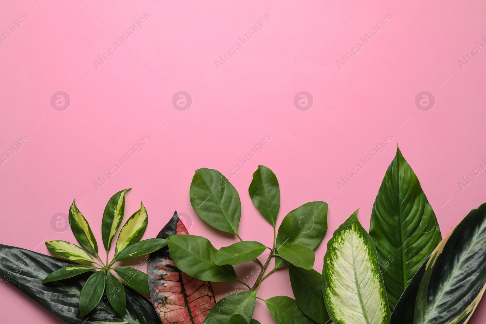 Photo of Flat lay composition with tropical leaves and space for text on color background