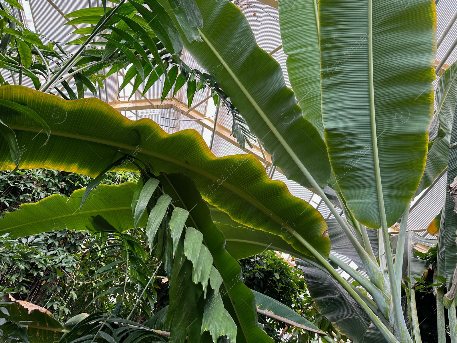 Photo of Many different plants growing in botanical garden