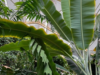 Many different plants growing in botanical garden