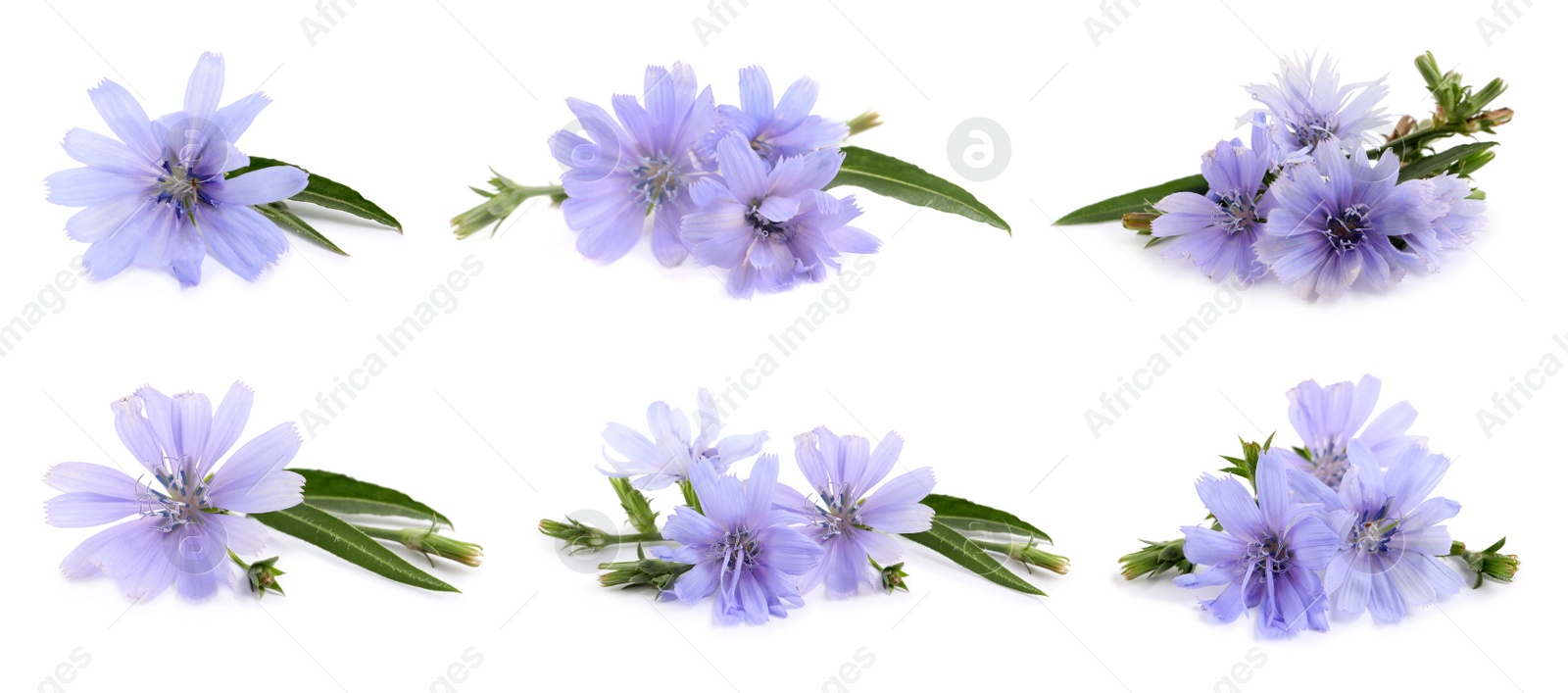 Image of Beautiful tender chicory flowers on white background, collage. Banner design