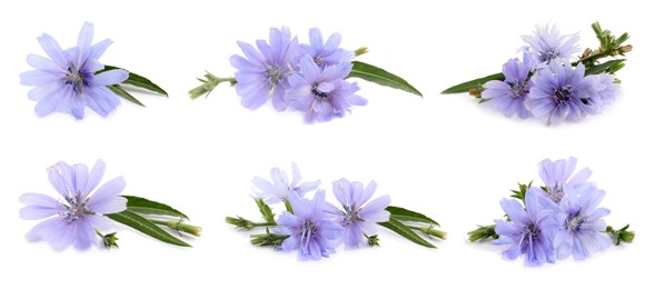 Image of Beautiful tender chicory flowers on white background, collage. Banner design