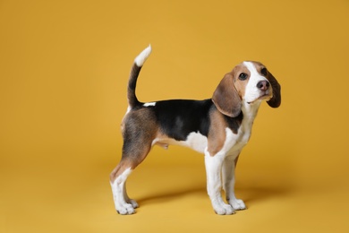 Cute Beagle puppy on yellow background. Adorable pet