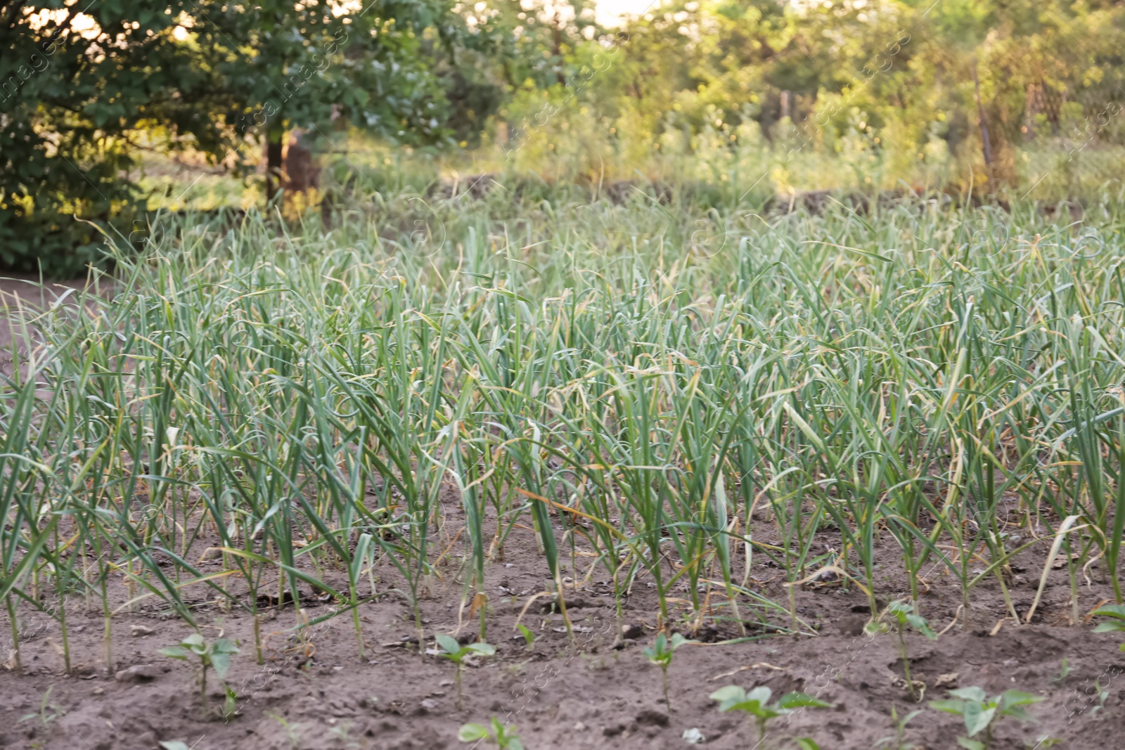 Photo of Young green garlic sprouts growing in field