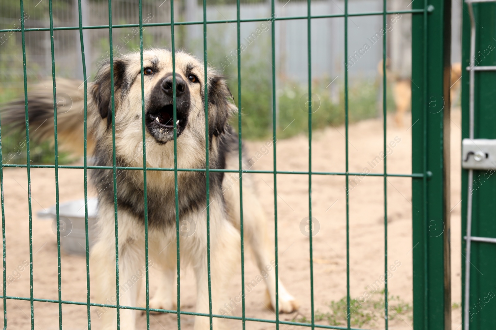 Photo of Homeless dog in cage at animal shelter outdoors. Concept of volunteering