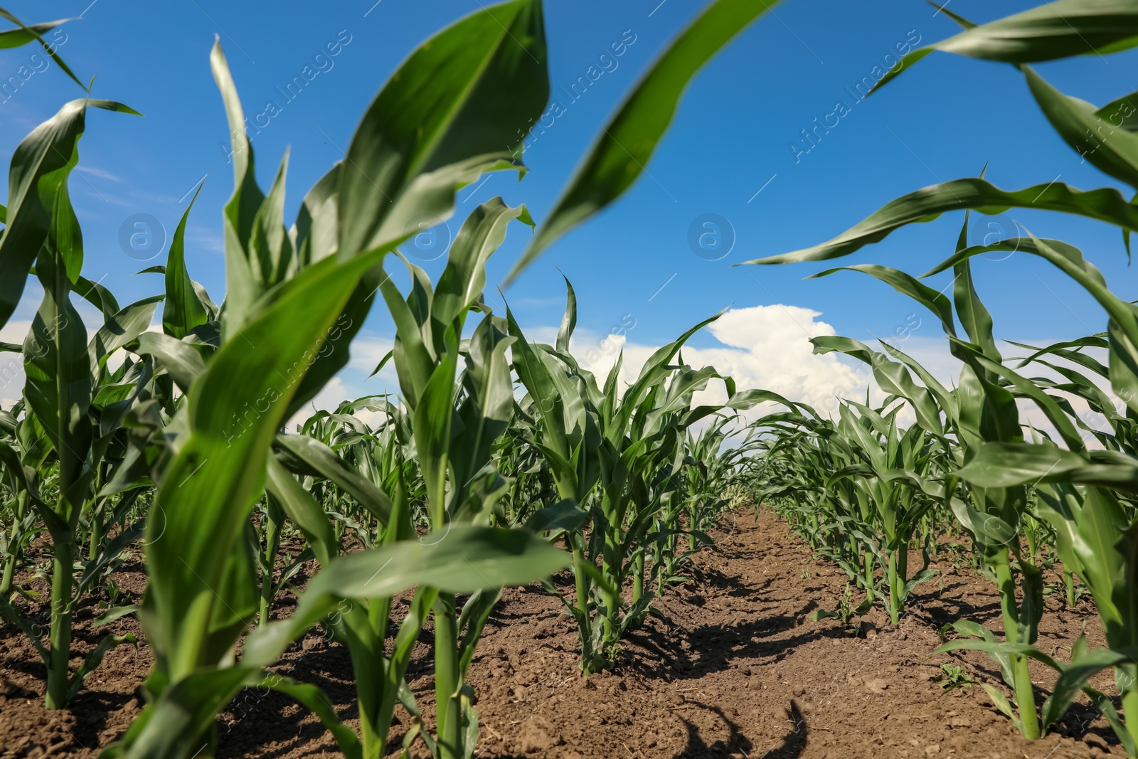 Photo of Beautiful view of corn field. Agriculture industry