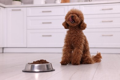Photo of Cute Maltipoo dog near feeding bowl with dry food on floor in kitchen. Lovely pet
