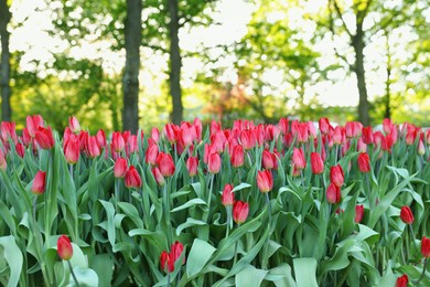 Beautiful tulip flowers growing in park on sunny day. Spring season