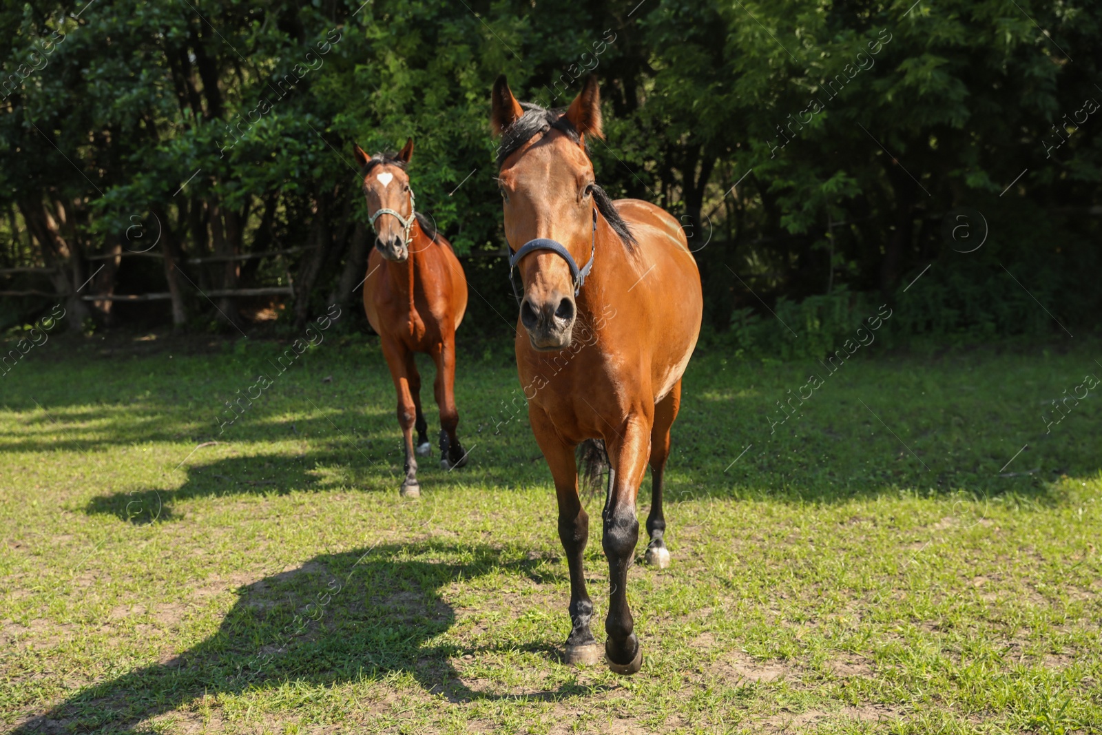 Photo of Bay horses in paddock on sunny day. Beautiful pets