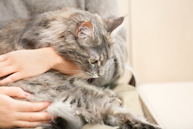 Woman with adorable Maine Coon cat at home, closeup. Space for text