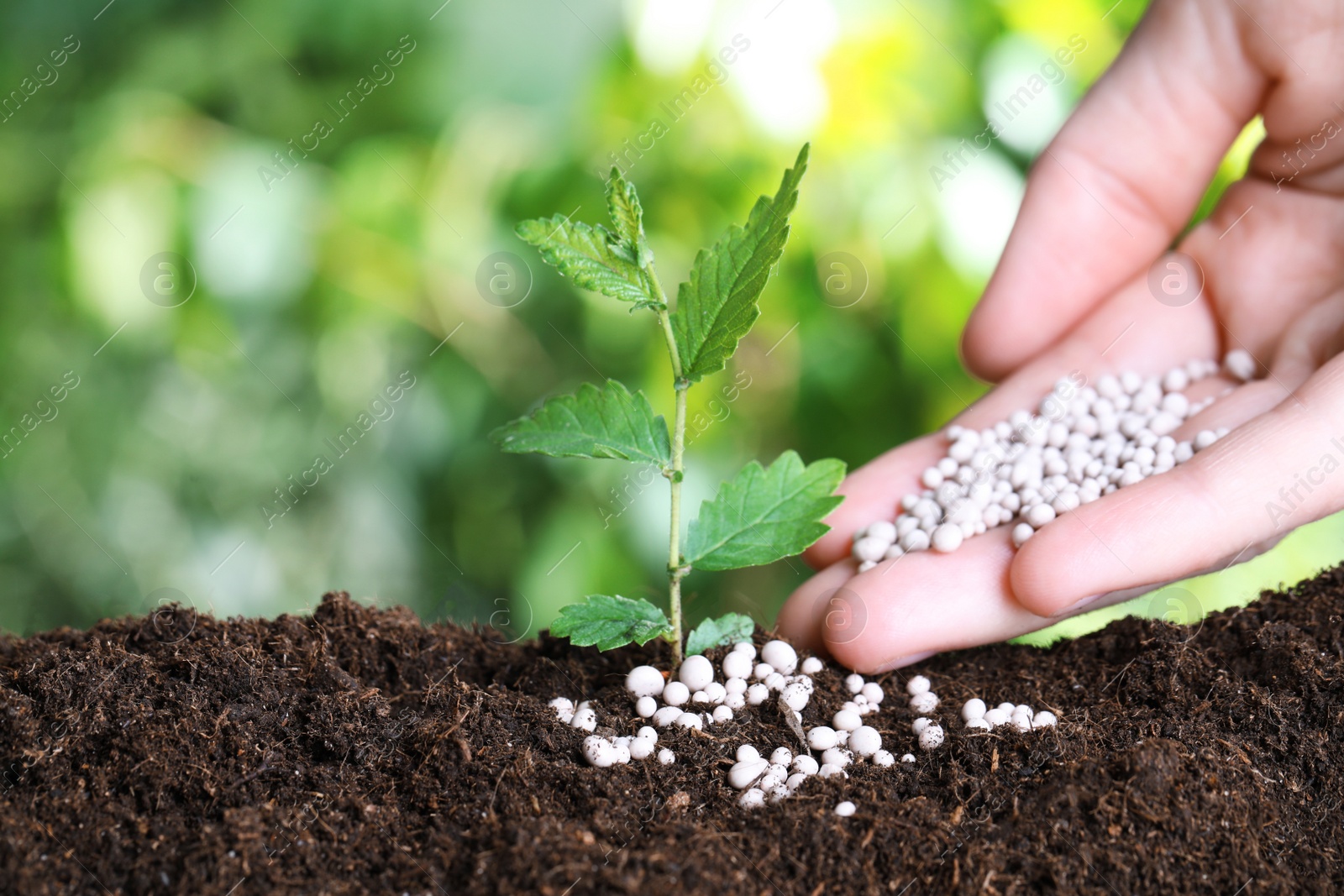 Photo of Woman fertilizing plant in soil against blurred background, closeup with space for text. Gardening time