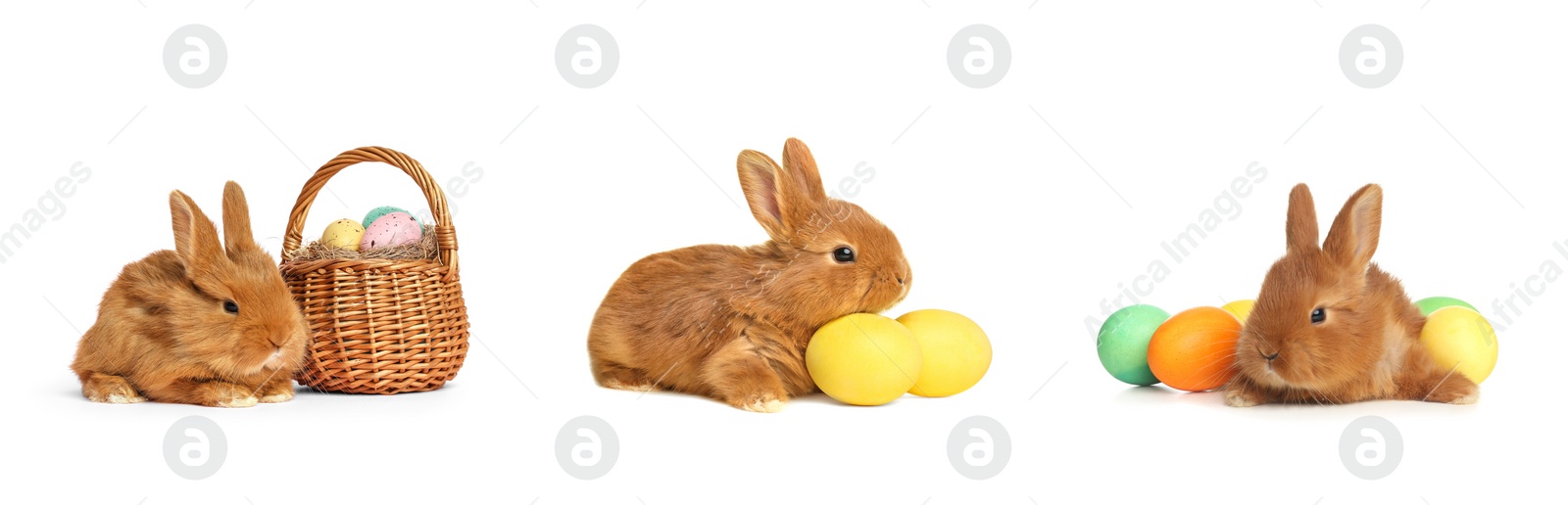 Image of Collage with adorable fluffy Easter bunnies on white background