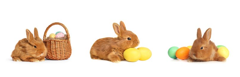 Collage with adorable fluffy Easter bunnies on white background