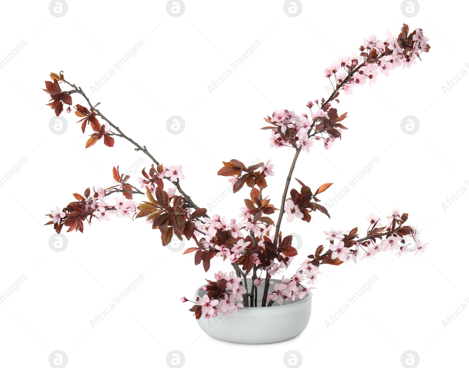 Photo of Spring season. Composition with beautiful blossoming tree branches isolated on white