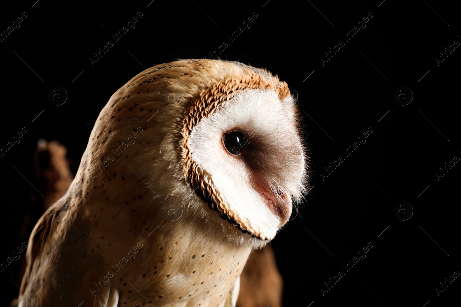 Photo of Beautiful common barn owl on black background, closeup