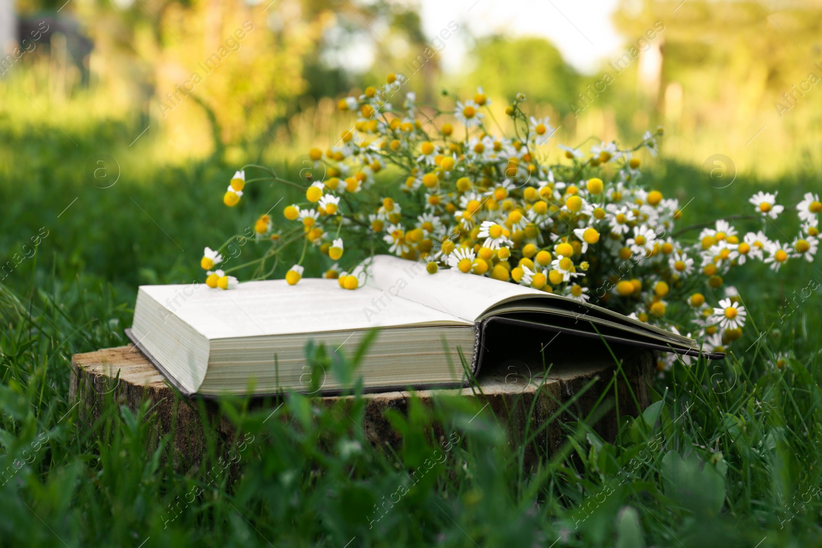 Photo of Open book and chamomiles on wooden stump outdoors, closeup