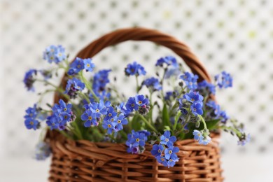 Photo of Beautiful blue forget-me-not flowers in wicker basket against blurred background, closeup