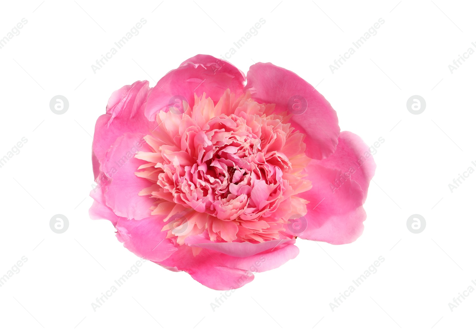 Photo of Beautiful fresh peony flower on white background, top view