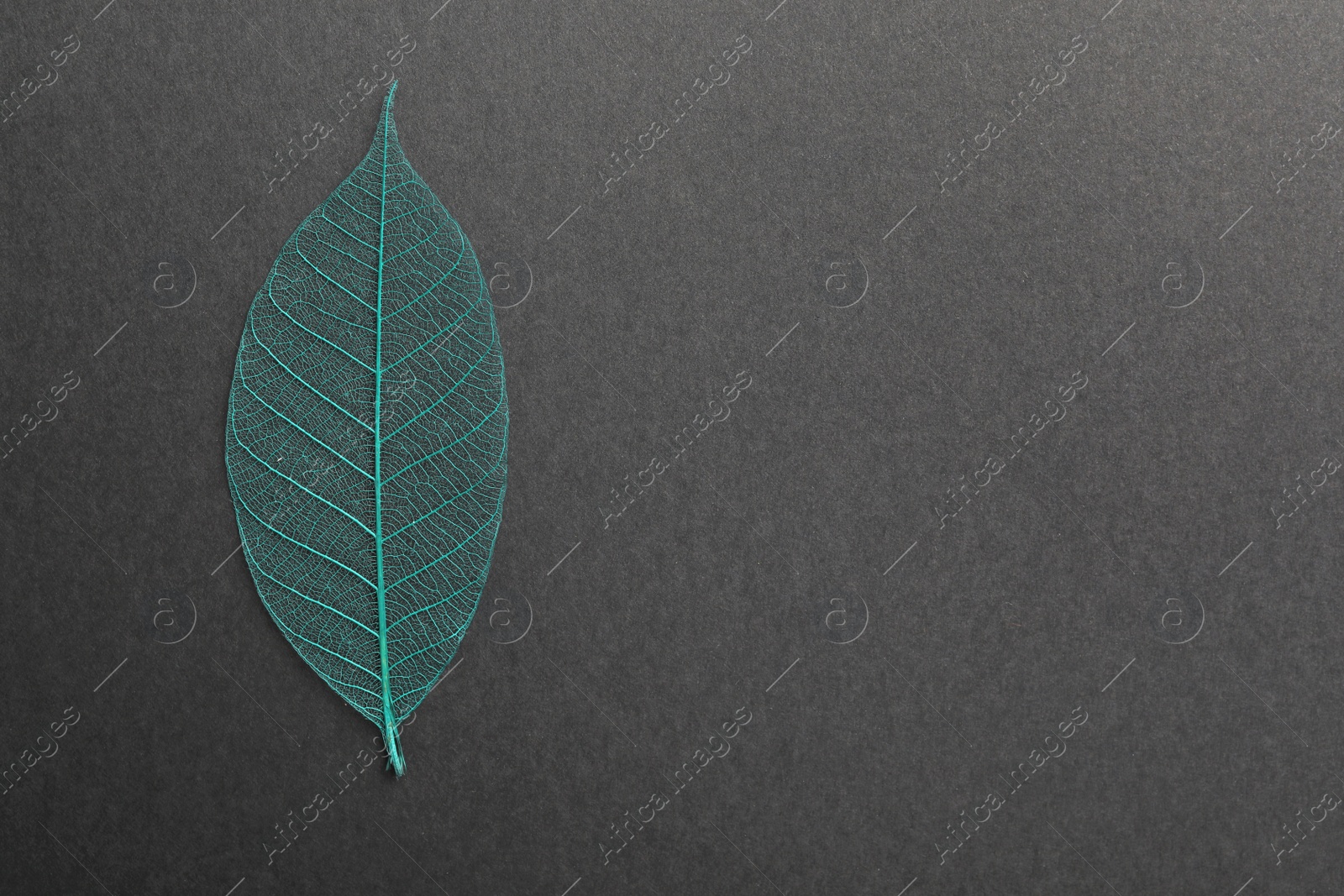 Photo of Beautiful decorative skeleton leaf and space for text on black background, top view