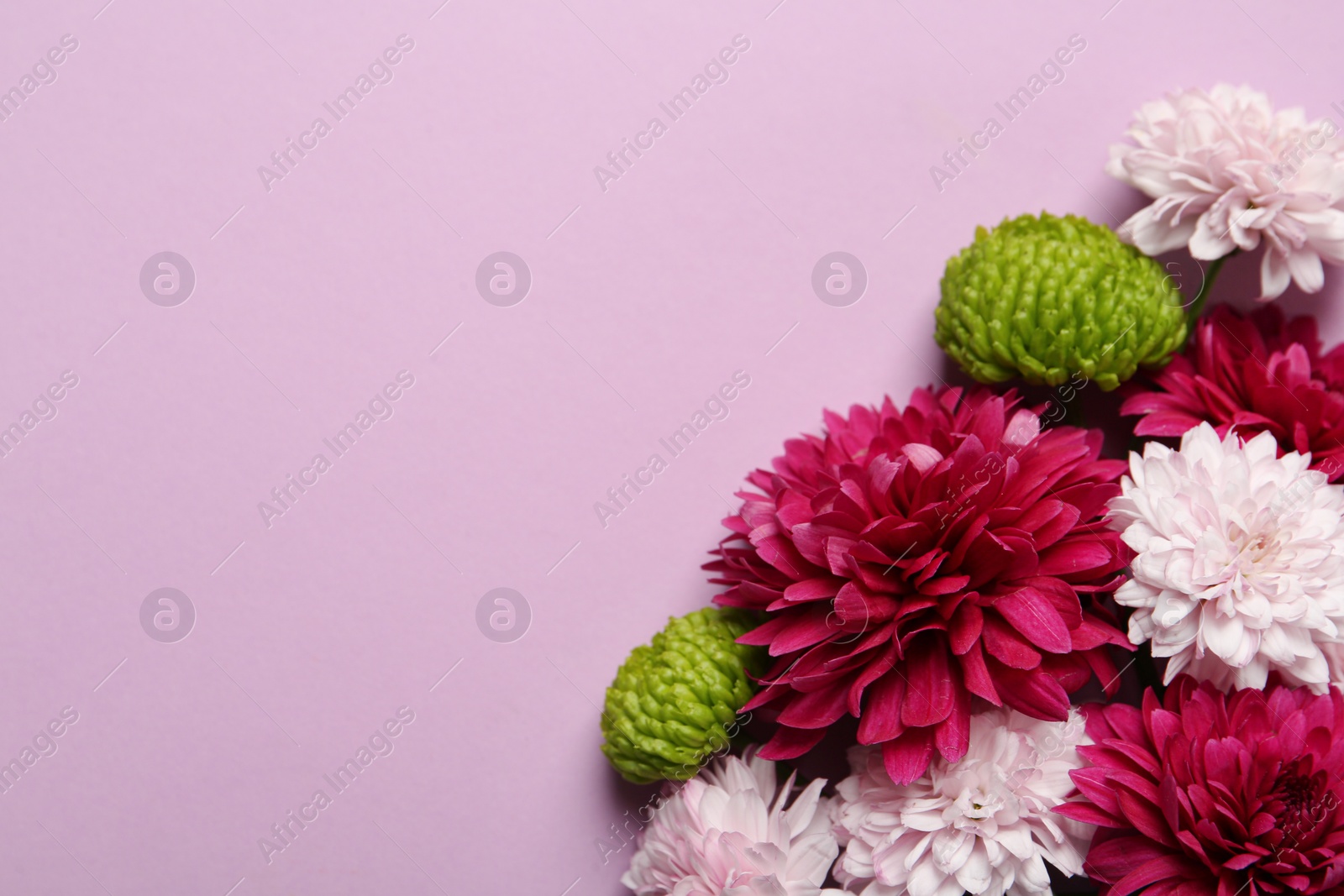 Photo of Beautiful chrysanthemum flowers on pale pink background, flat lay. Space for text