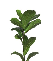Fiddle Fig or Ficus Lyrata plant with green leaves on white background