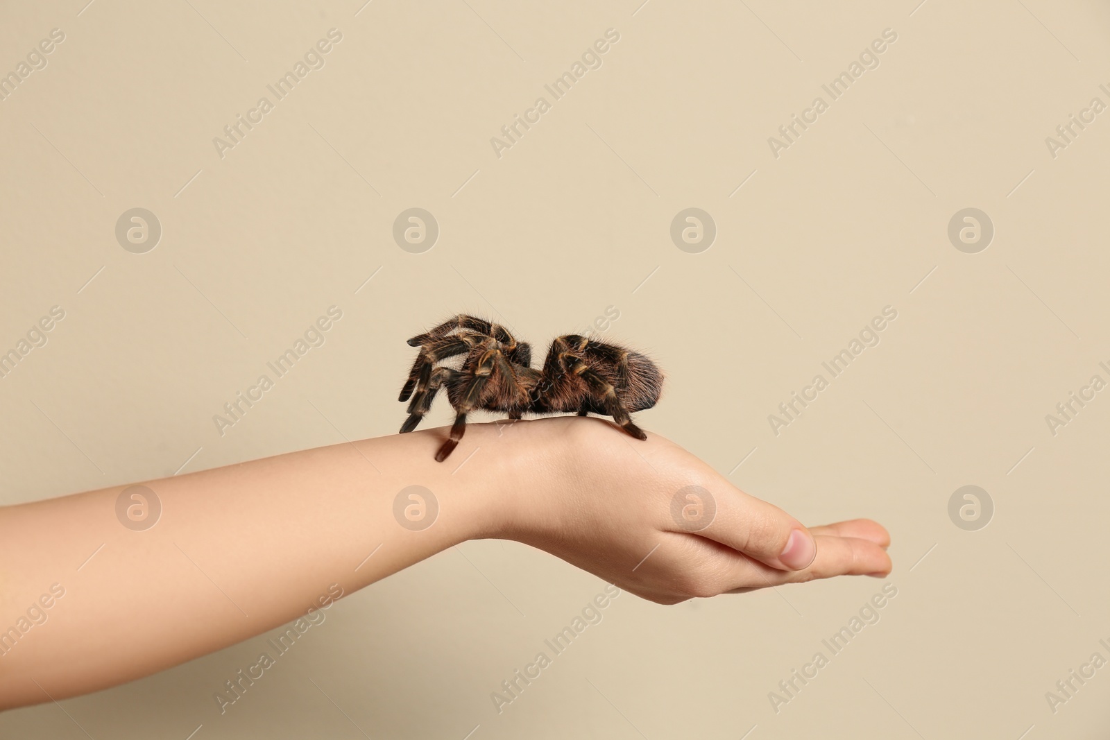 Photo of Woman holding striped knee tarantula on beige background, closeup