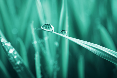 Image of Water drops on grass blade against blurred background, closeup. Toned in green