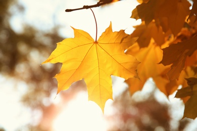 Photo of Tree in park, focus on sunlit autumn leaves