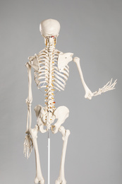 Artificial human skeleton model on grey background, back view