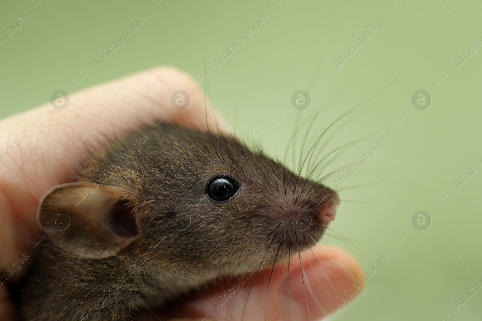 Photo of Woman holding grey rat on light green background, closeup. Pest control