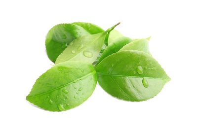 Photo of Green leaves of tea plant on white background