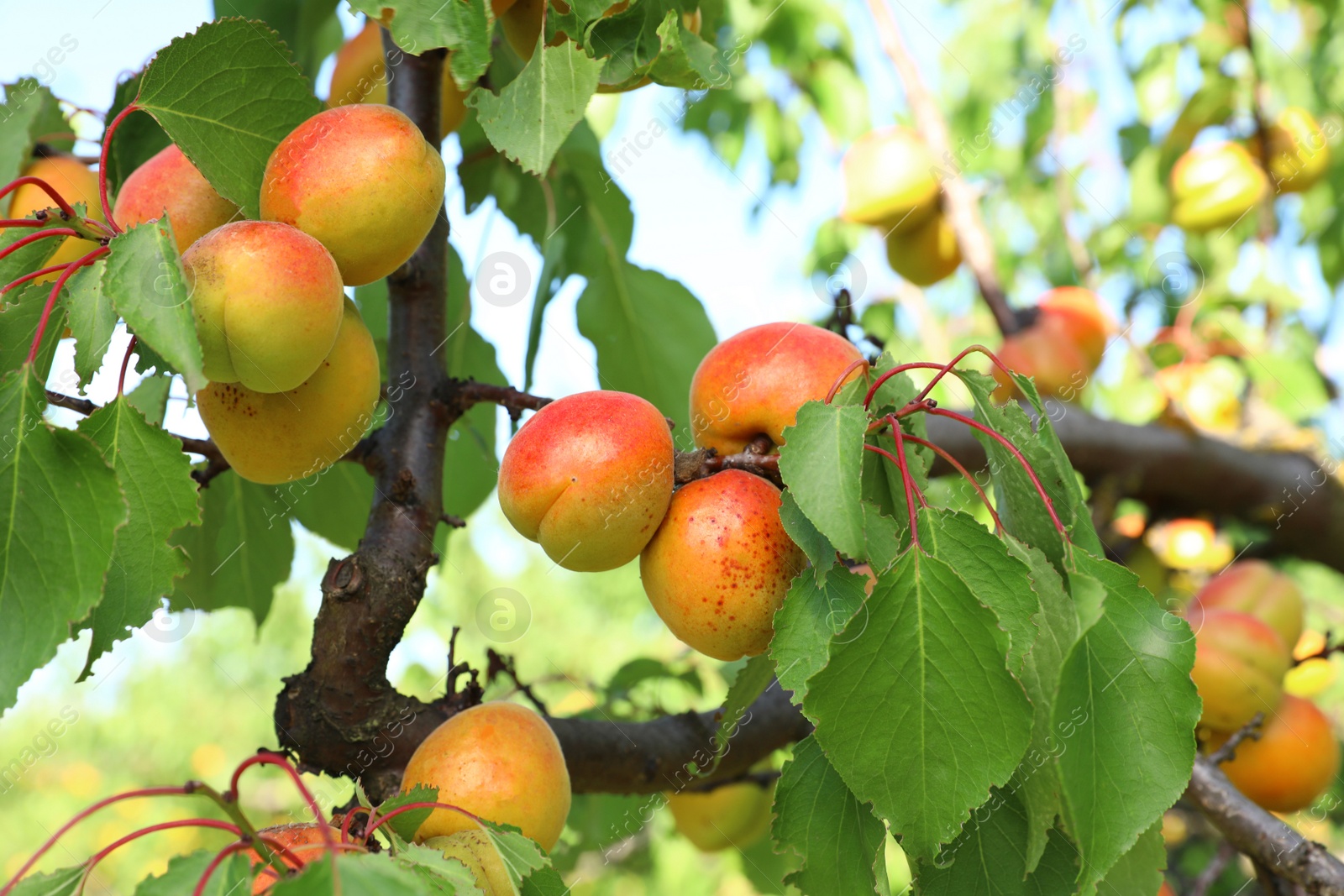 Image of Tree branch with ripening apricots outdoors, closeup