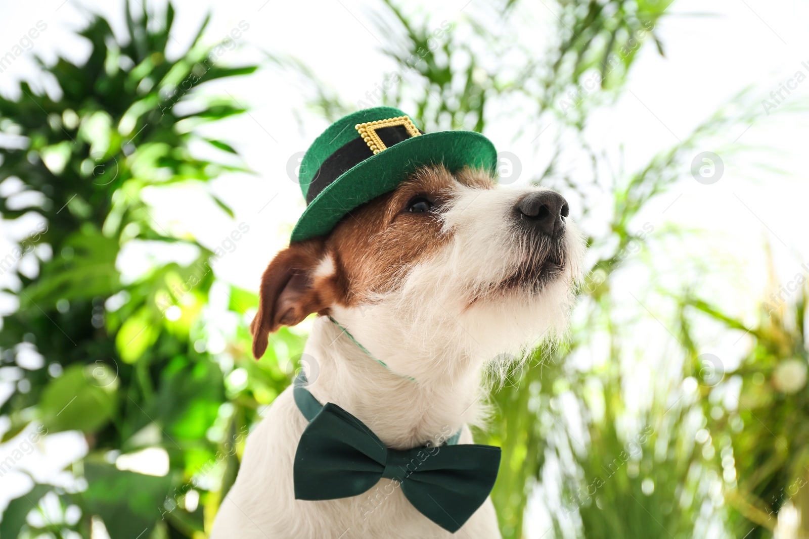 Photo of Jack Russell terrier with leprechaun hat and bow tie outdoors. St. Patrick's Day