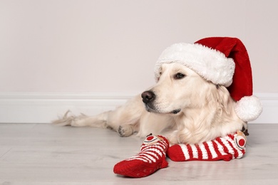 Cute dog with Christmas hat and socks on floor near wall