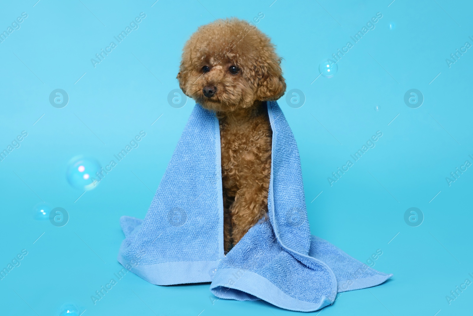 Photo of Cute Maltipoo dog wrapped in towel and soap bubbles on light blue background. Pet hygiene