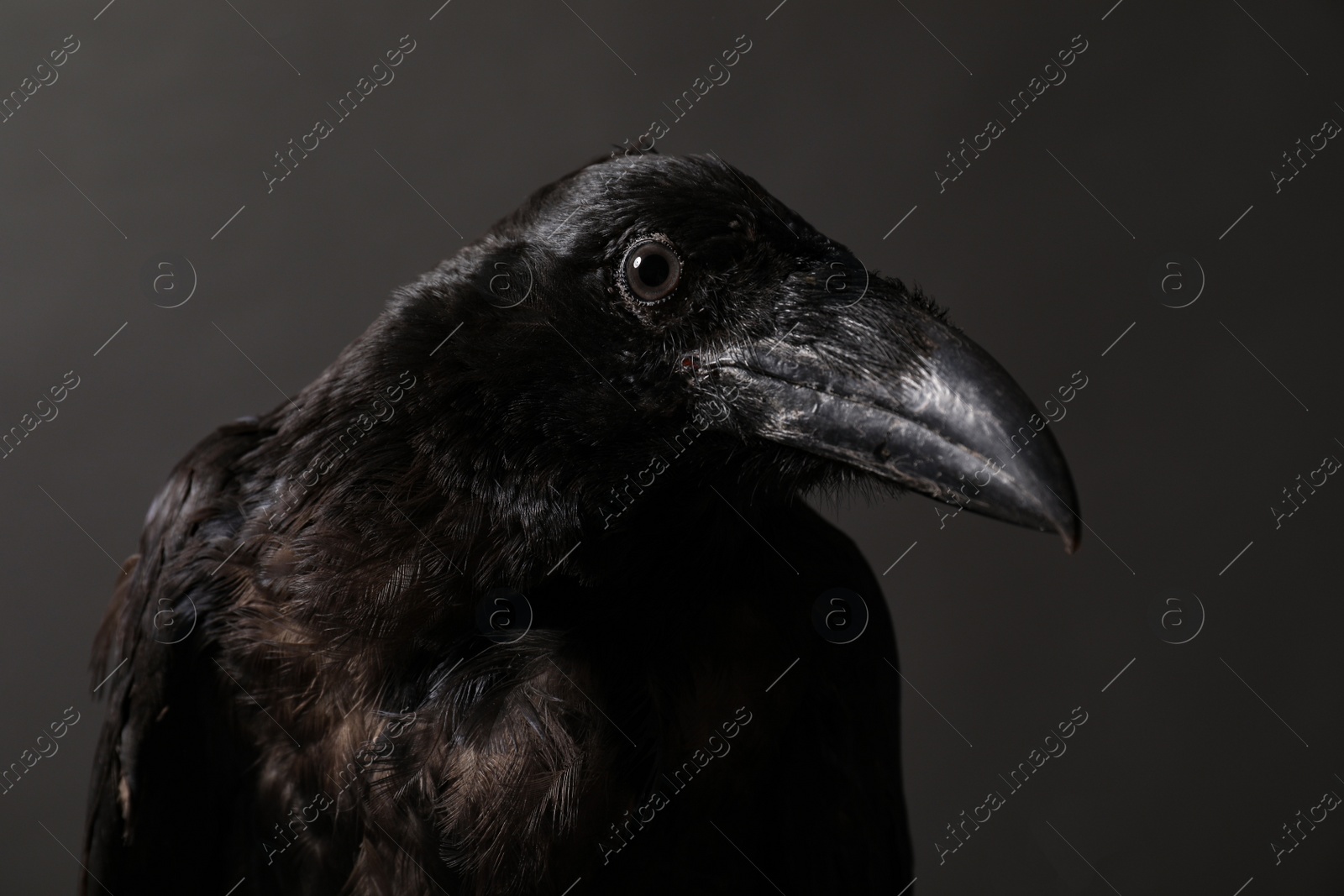 Photo of Beautiful common raven on dark background, closeup