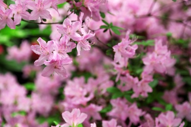 Beautiful tiny tropical flowers in botanical garden, closeup