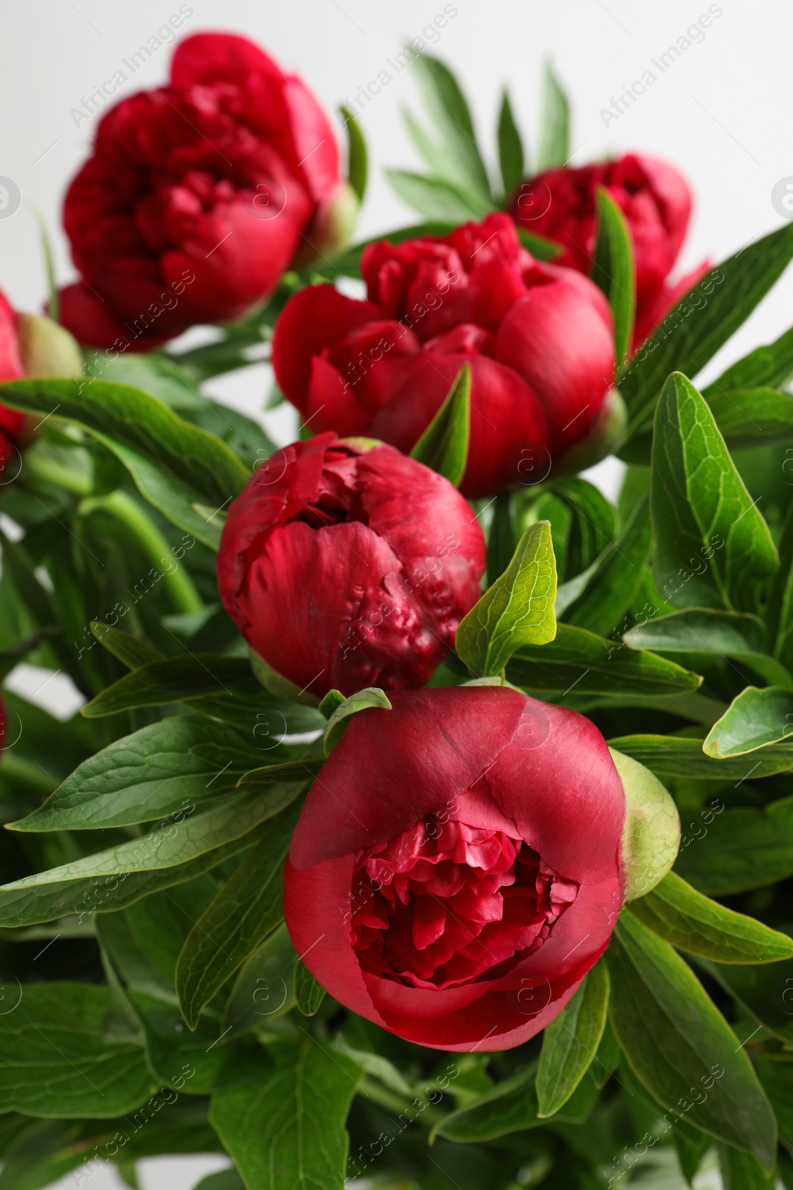 Photo of Beautiful bouquet of red peony flowers on white background, closeup