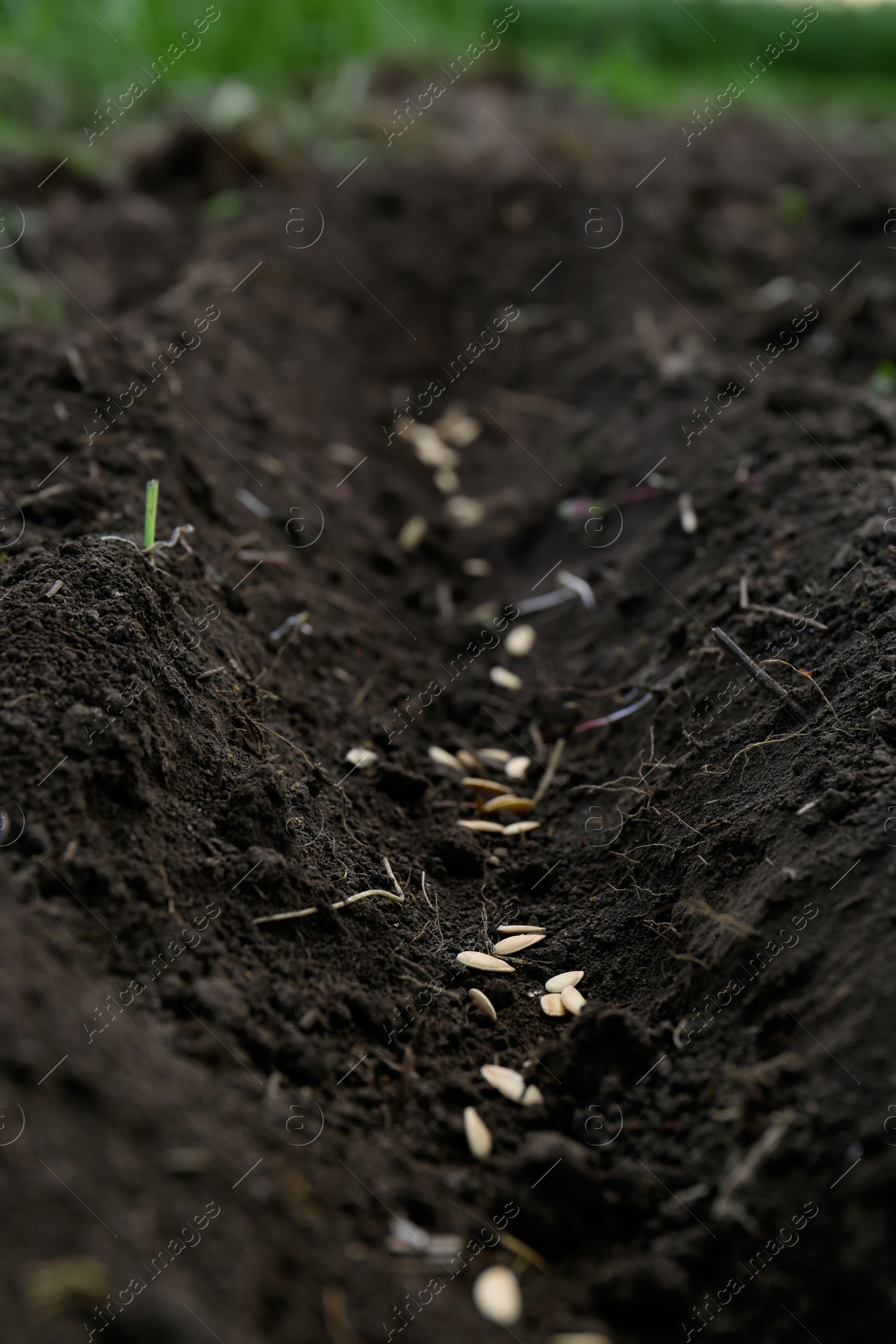 Photo of Cucumber seeds in fertile soil. Vegetables growing