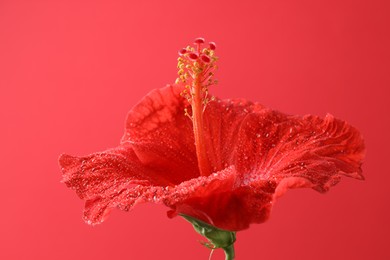 Photo of Beautiful hibiscus flower with water drops on red background
