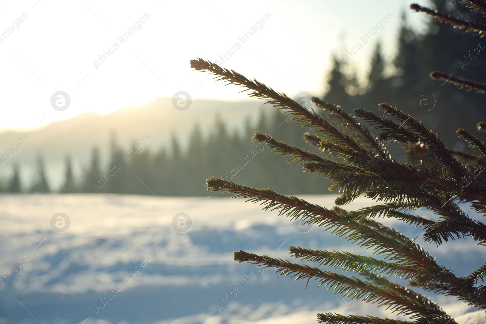 Photo of Fir tree covered with snow on winter day, closeup. Space for text