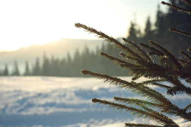 Fir tree covered with snow on winter day, closeup. Space for text